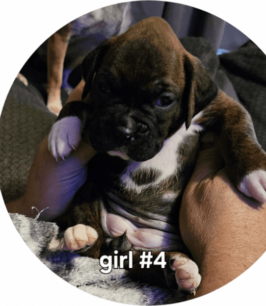 Boxer puppies born 8/11/25