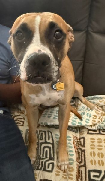 Meet Baylee, a loving Boxer mix