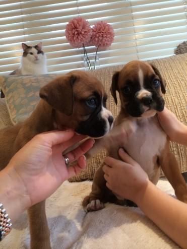Beautiful Boxer Puppies