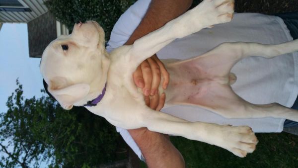 Stocky eight week old Boxer Puppy