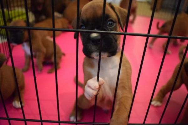Boxer Puppies