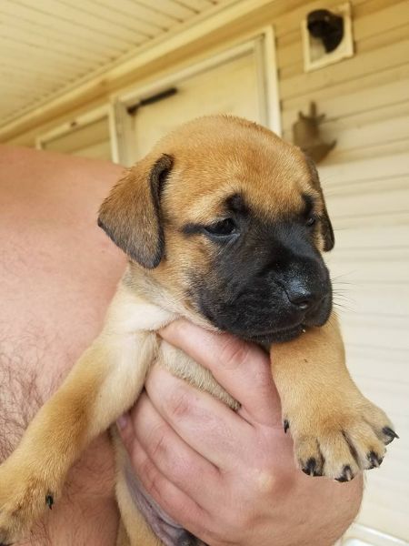 pupsRus happy puppies