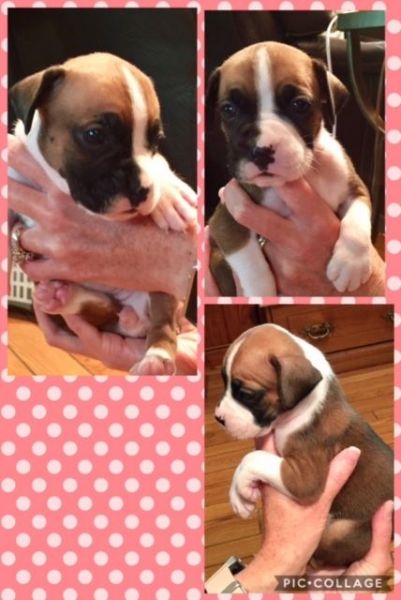 CKC Boxer Puppies