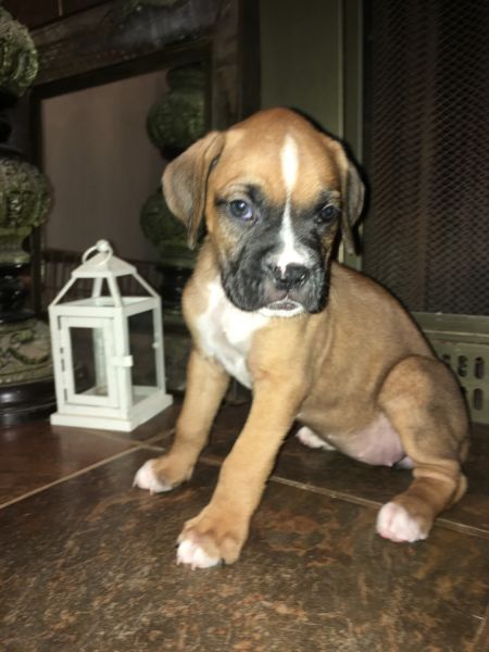AKC boxer puppies