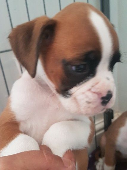 Adorable Boxer 2 Males Home Bread
