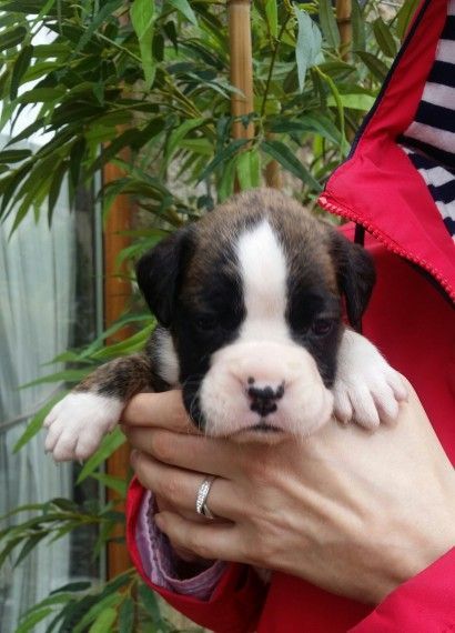 Kc Bob & Long Tail Boxer Puppies