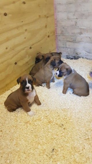 Gorgouse looking boxer puppies ready