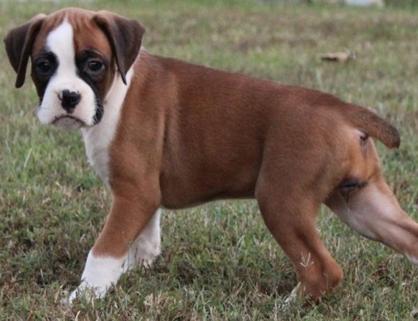 Available AKC Boxer Puppies. TEXT (***) ***-***9