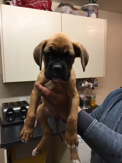 Bob Tail And Tailed Boxer Pups