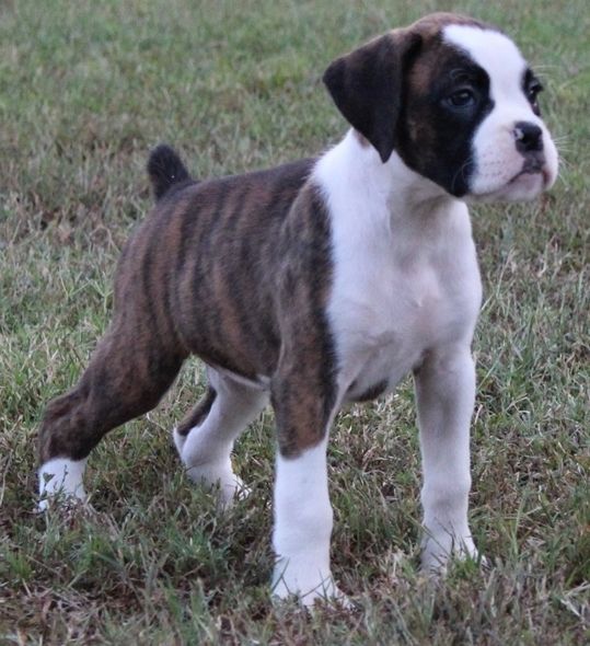 Home Raised Boxer Puppies. Text (***) ***-***2