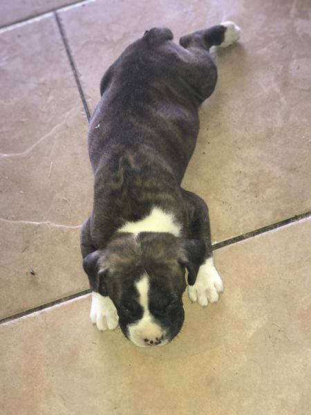 Boxers Puppies