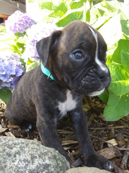 Turbo * European boxer puppies