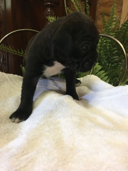 CKC Boxer Puppies