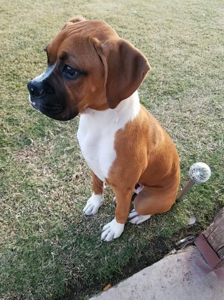 Purebred boxer puppy