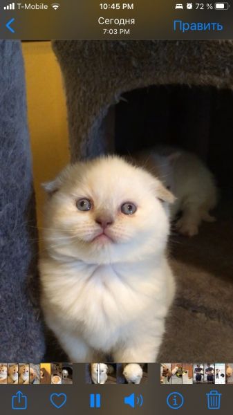 Scottish fold kitten girl