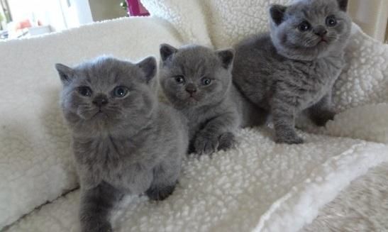 Free British Shorthair Kittens (***) ***-***0