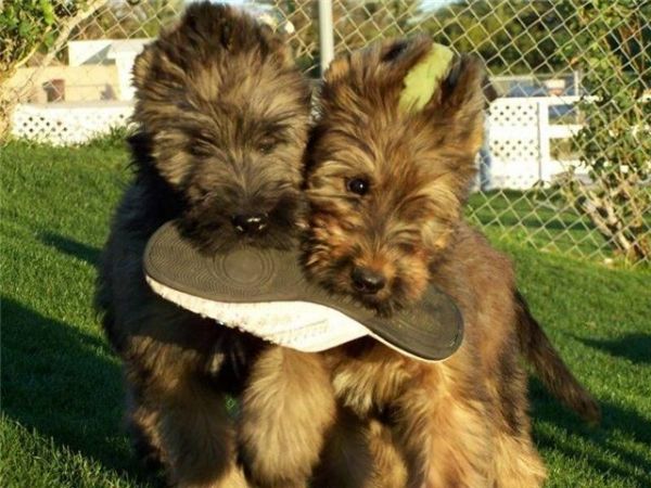 Briard puppies