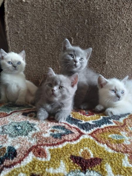 British Shorthair kittens