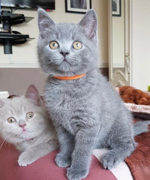 British shorthair Kitten Ready
