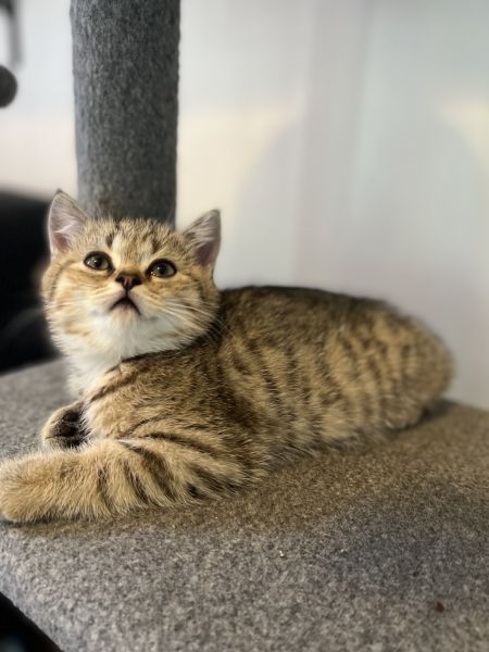 British shorthair golden black ticked tabby
