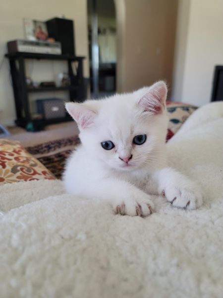 British Shorthair kittens looking for new home