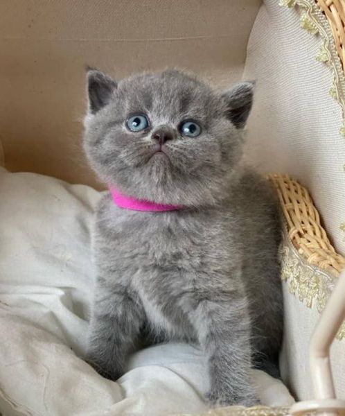 British Shorthair kittens Foe Sale