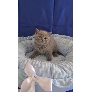 BRITISH SHORTHAIR KITTEN