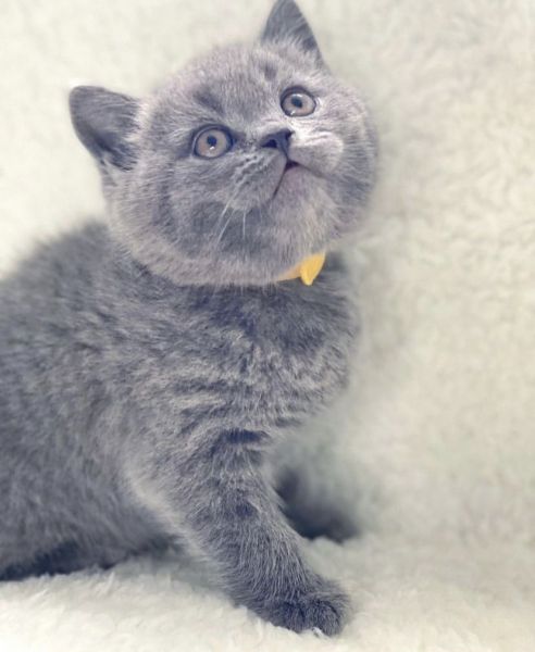 British shorthair kitten for sale