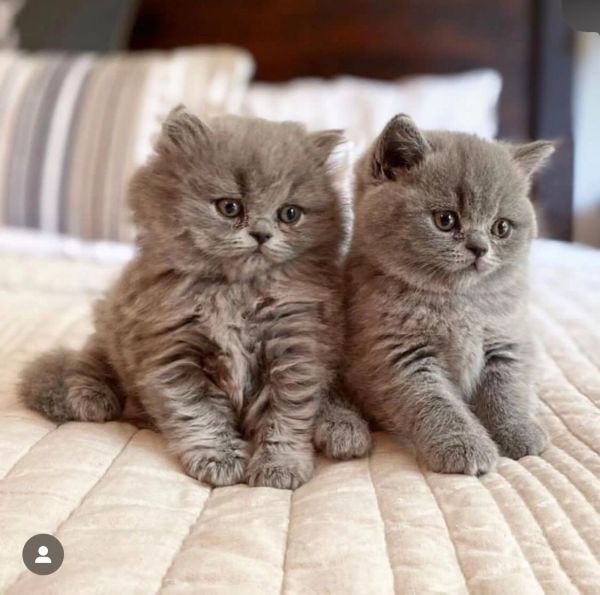 Offering British blue Kittens and cream kittens