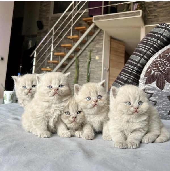 Cute British shorthair kittens
