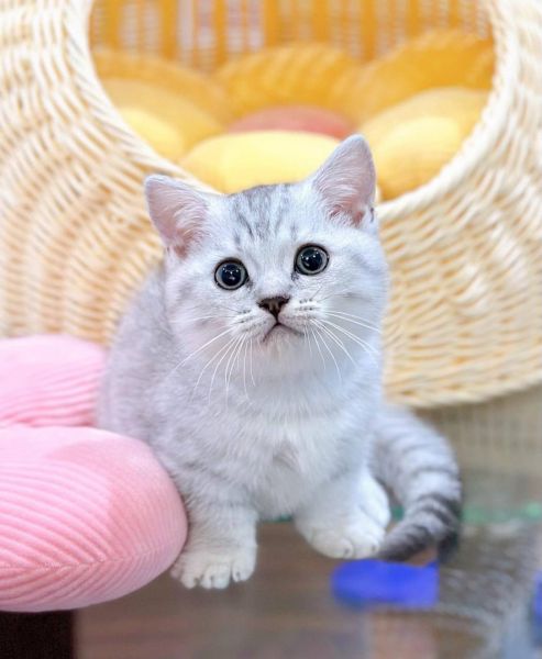 Adorable British shorthair kittens