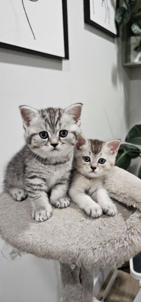 Pure Breed British Shorthair Kittens!