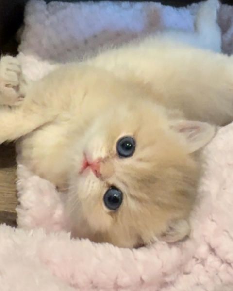 Blue golden British shorthair Kittens