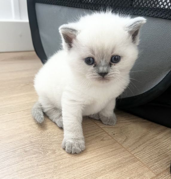 British Shorthair Kitten!