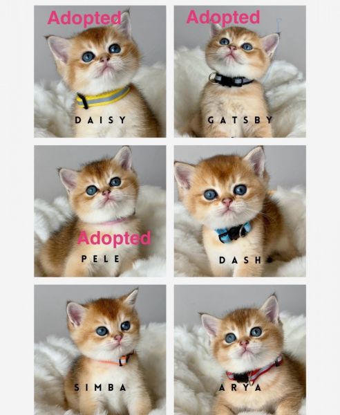 Golden British short Hair Kittens