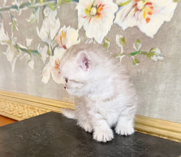ROYAL BRITISH SHORTHAIR KITTENS
