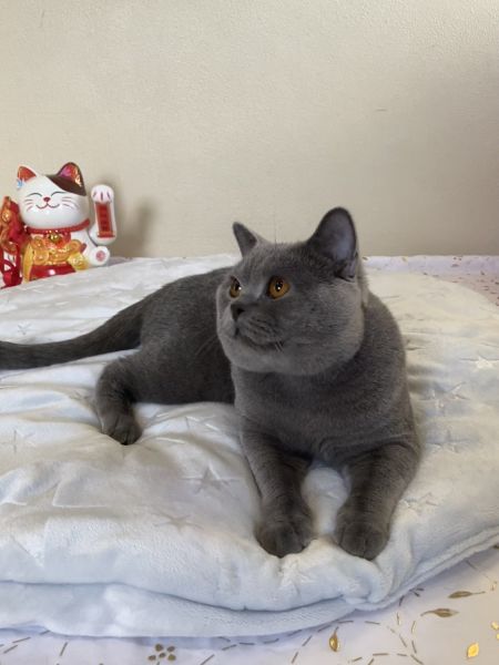 Gorgeous British Shorthair cat