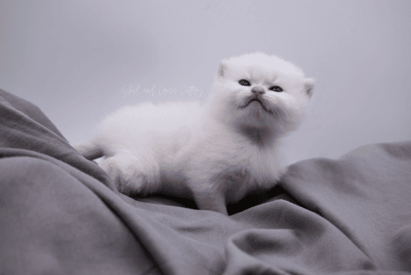 BEAUTIFUL BRITISH SHORTHAIR KITTEN (MALE) *** COAT
