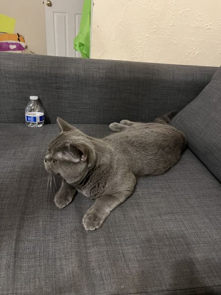 Owner/Male and British haircut. All of his vaccinations were done befo