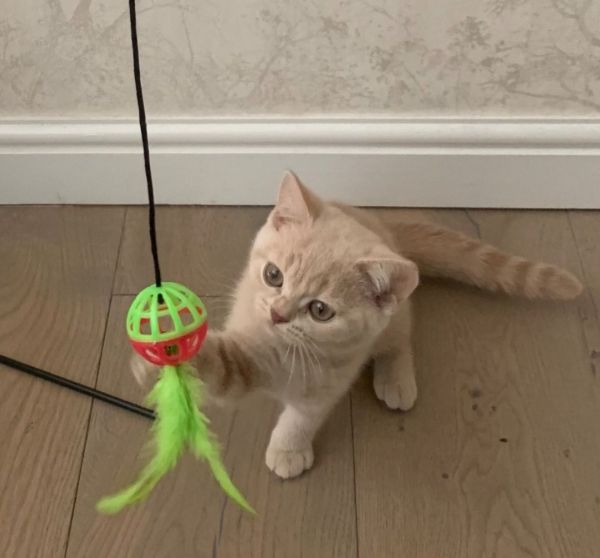 CUTE BRITISH SHORTHAIR KITTENS