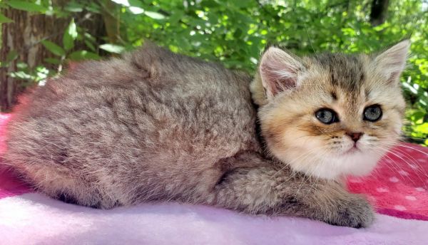 British golden tequila chinchilla.