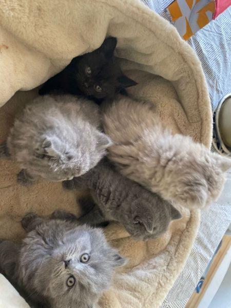 4 beautiful British Shorthair and longhair kittens available