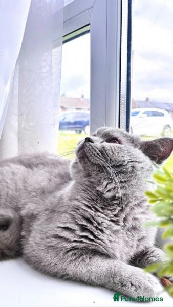 Male british shorthair