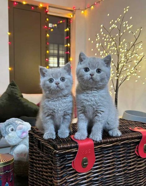 British shorthair kittens Business WhatsApp: ***