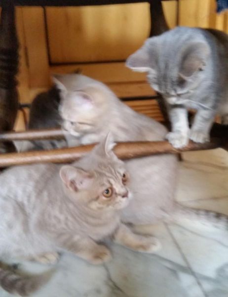 traditional male British ShortHair Kittens