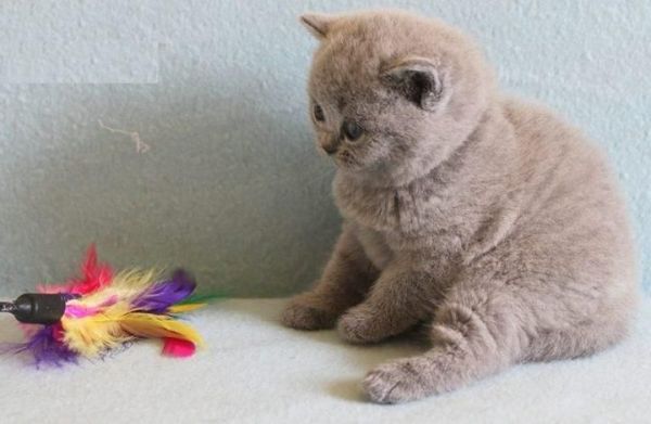 Pedigree British Shorthair kittens