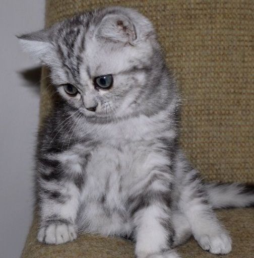 Silver Bsh Stunning Kittens 2 Boy2 Left