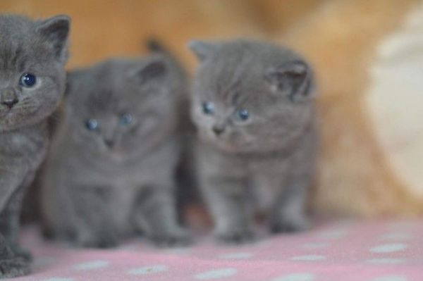 British short hair kittens availabe, call or text ((***) ***12 04
