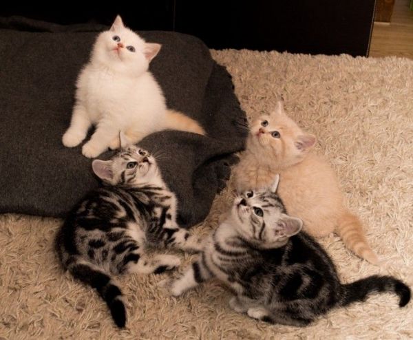 Beautiful British Shorthair Kittens for sale