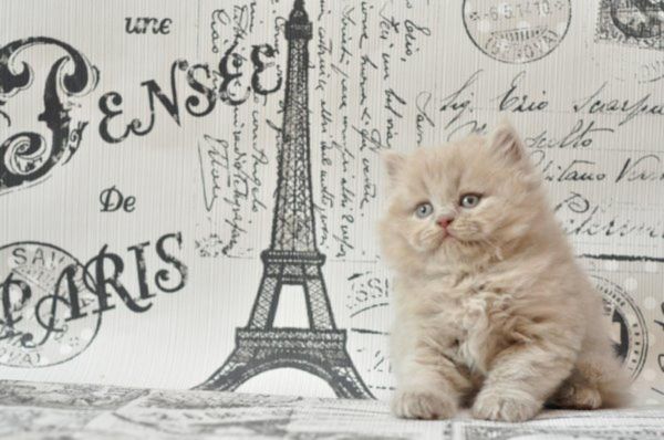 Show class British Shorthair kitten.Text us on (***) ***-***9